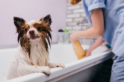 Pet Grooming and Pet Sitting Insurance in Eveleth, MN by Miners Insurance Agency