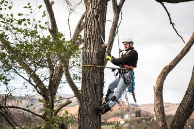 Tree Trimming Insurance in Eveleth, MN by Miners Insurance Agency